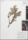 Foto von Salix glauca subsp. stipulifera (Flod. ex Häyrén) Hiitonen